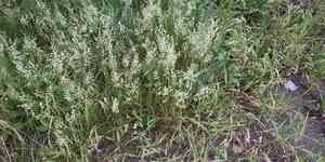 Red Fescue(Festuca rubra)
