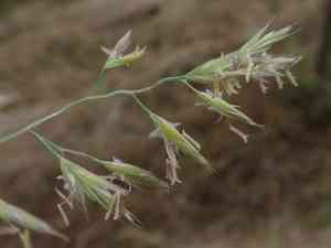 Red Fescue(Festuca rubra)