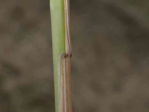 Red Fescue(Festuca rubra)