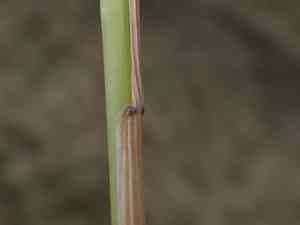 Red Fescue(Festuca rubra)