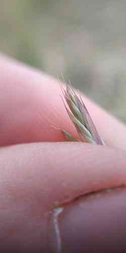 Red Fescue(Festuca rubra)