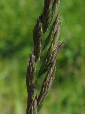 Red Fescue(Festuca rubra)