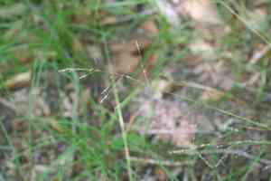 Nodding fescue(Festuca subverticillata)