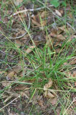 Nodding fescue(Festuca subverticillata)
