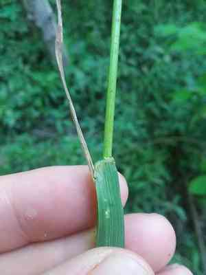 Nodding fescue(Festuca subverticillata)