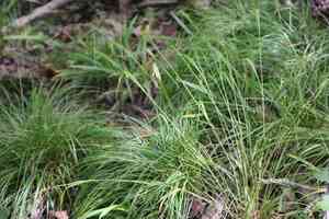 Nodding fescue(Festuca subverticillata)