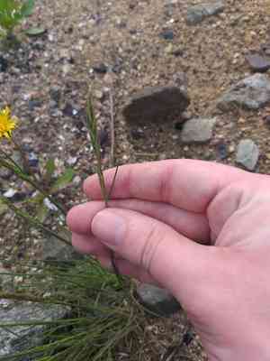 Hard fescue(Festuca trachyphylla)