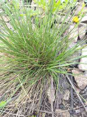 Hard fescue(Festuca trachyphylla)