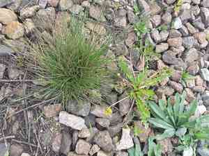Hard fescue(Festuca trachyphylla)