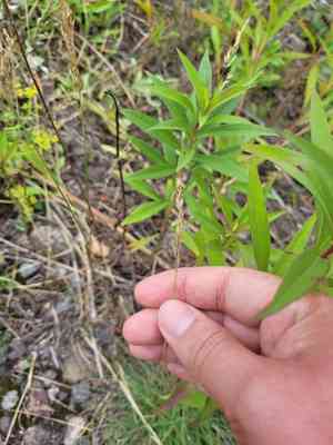 Hard fescue(Festuca trachyphylla)