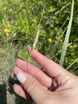 Wallis fescue(Festuca valesiaca)