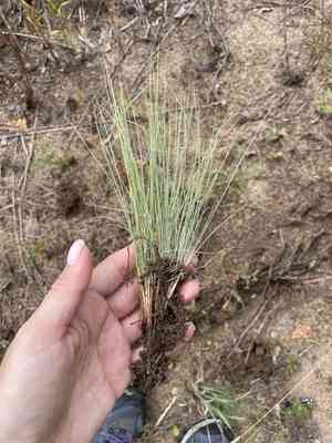 Wallis fescue(Festuca valesiaca)