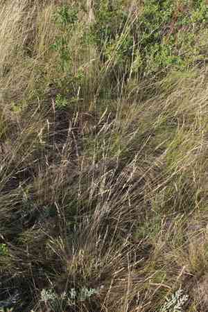Wallis fescue(Festuca valesiaca)