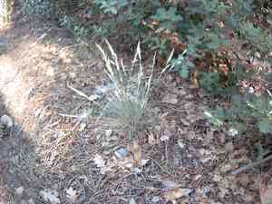 Wallis fescue(Festuca valesiaca)