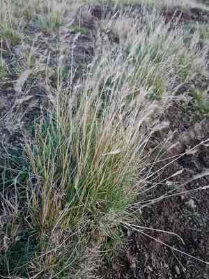 Viviparous sheep's fescue(Festuca vivipara)