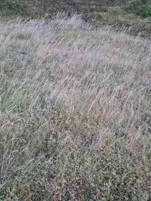 Viviparous sheep's fescue(Festuca vivipara)