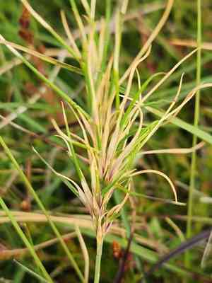 Viviparous sheep's fescue(Festuca vivipara)