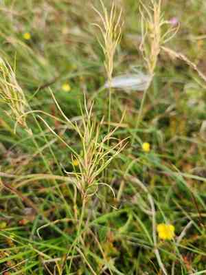Viviparous sheep's fescue(Festuca vivipara)