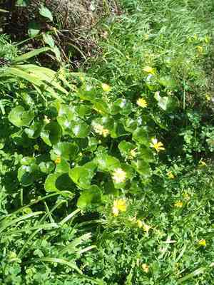 Lesser celandine(Ficaria verna)