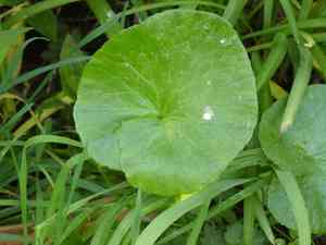 Lesser celandine(Ficaria verna)