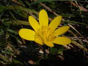 Lesser celandine(Ficaria verna)