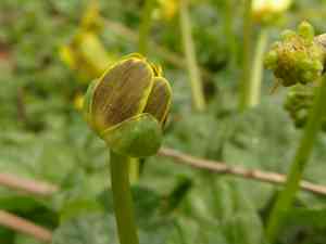 Lesser celandine(Ficaria verna)