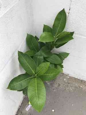 Florida strangler fig(Ficus aurea)