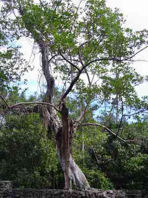 Florida strangler fig(Ficus aurea)