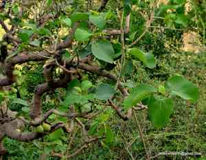 Roxburgh fig(Ficus auriculata)