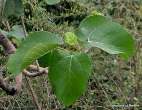 Roxburgh fig(Ficus auriculata)