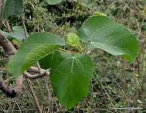 Roxburgh fig(Ficus auriculata)