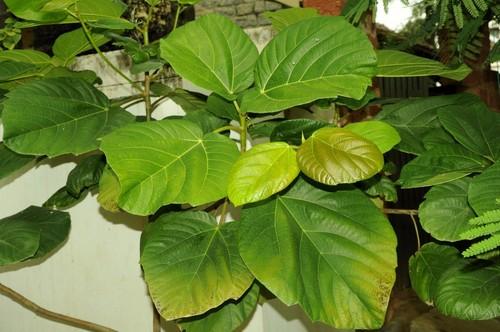 Roxburgh fig