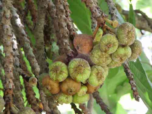Roxburgh fig(Ficus auriculata)