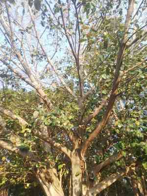 Brown woolly fig(Ficus drupacea)