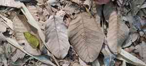 Brown woolly fig(Ficus drupacea)