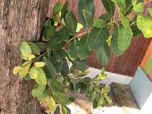 Brown woolly fig(Ficus drupacea)