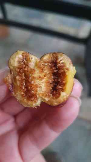 Brown woolly fig(Ficus drupacea)