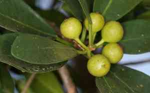 Ficus natalensis(Ficus natalensis)