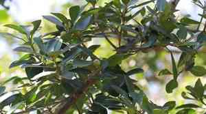 Ficus natalensis(Ficus natalensis)