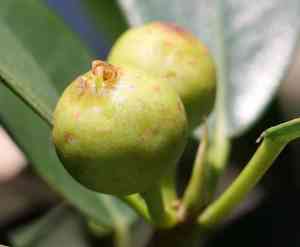 Ficus natalensis(Ficus natalensis)