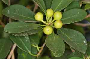 Ficus natalensis(Ficus natalensis)