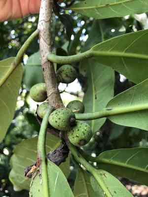 Amate(Ficus obtusifolia)
