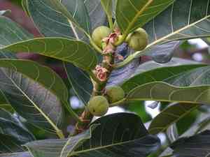Amate(Ficus obtusifolia)
