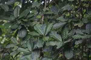Amate(Ficus obtusifolia)