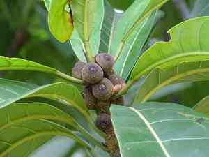 Amate(Ficus obtusifolia)