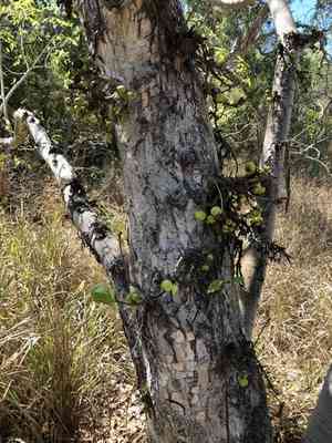Cluster fig(Ficus racemosa)