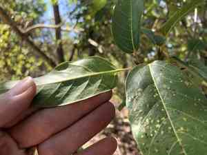 Cluster fig(Ficus racemosa)