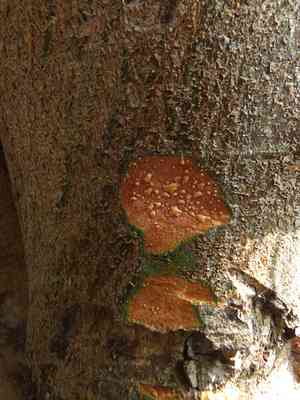 Cluster fig(Ficus racemosa)