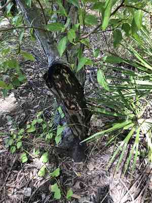 Cluster fig(Ficus racemosa)