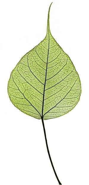 Sacred fig(Ficus religiosa)